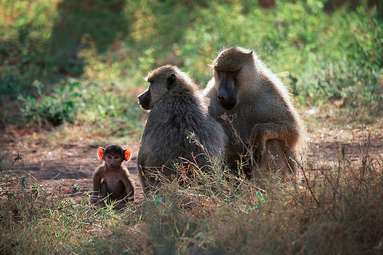 Olive Baboon