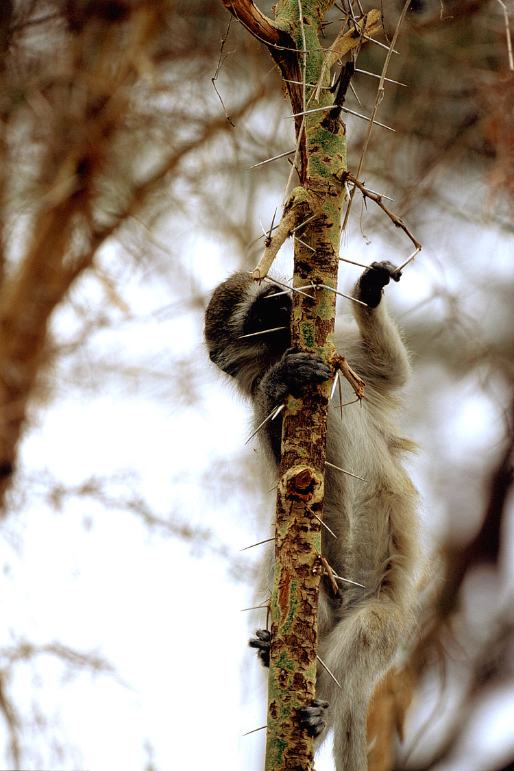 Monkey, Vervet Monkey