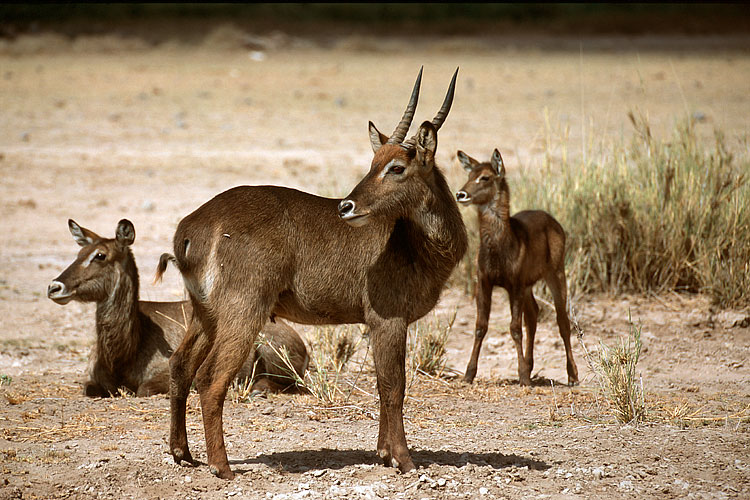 Waterbuck