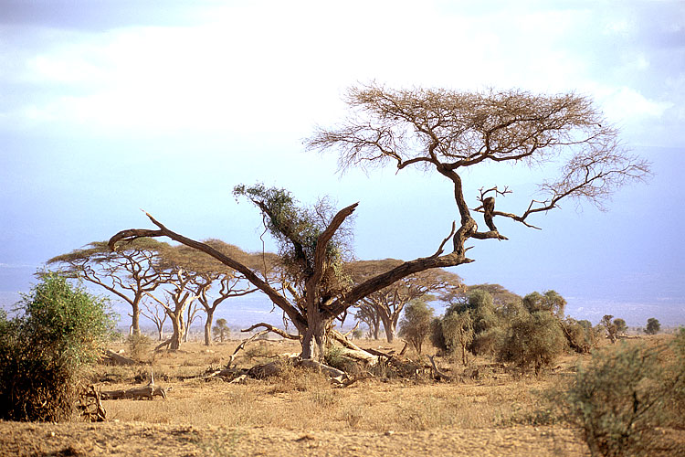 Umbrella Acacia