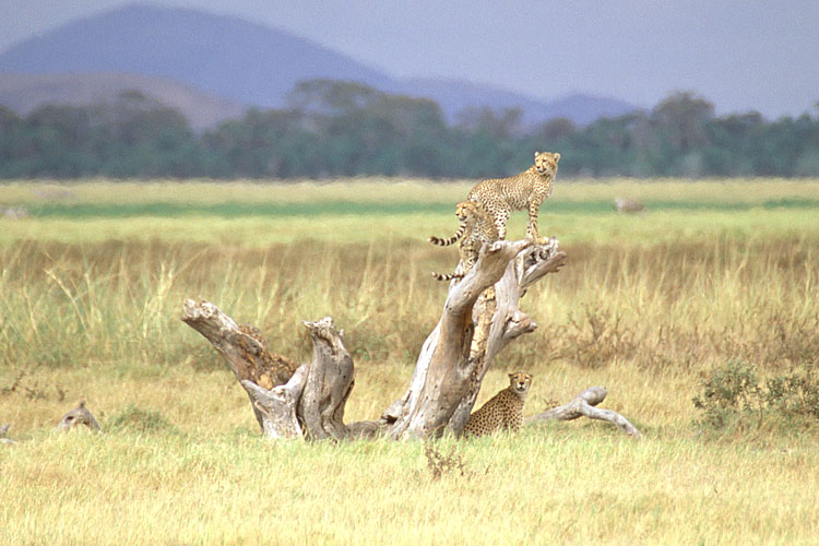 Cheetah, Cub