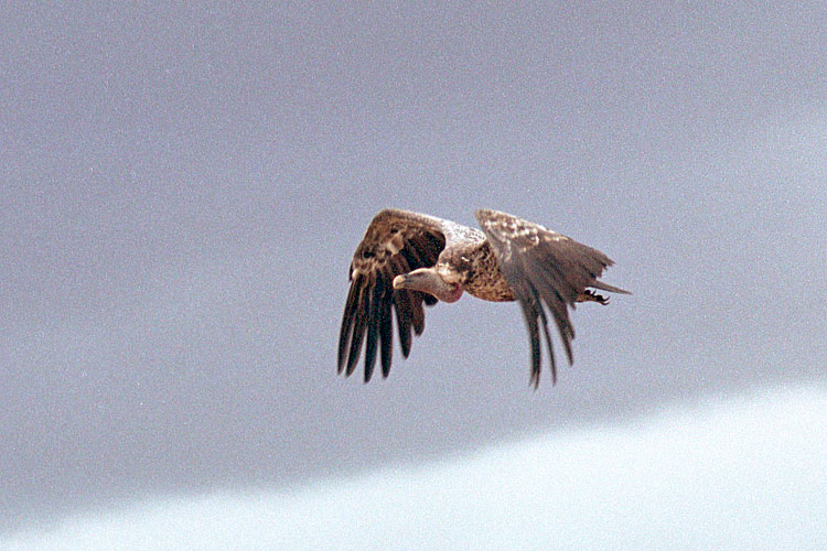 Ruppels Griffon Vulture, Vulture