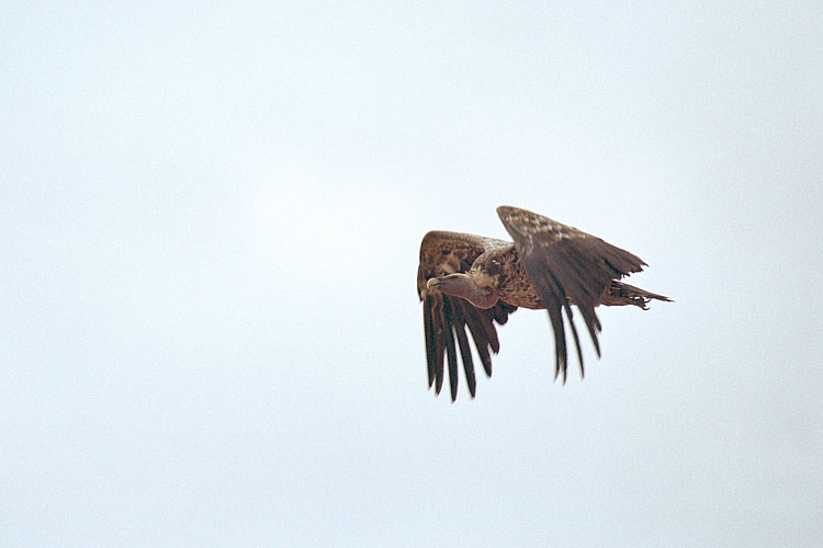 Ruppels Griffon Vulture, Vulture