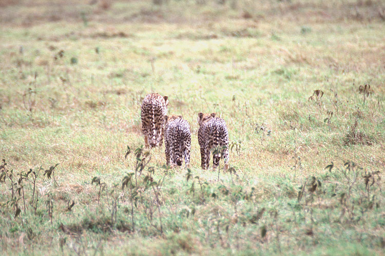 Cheetah, Cub