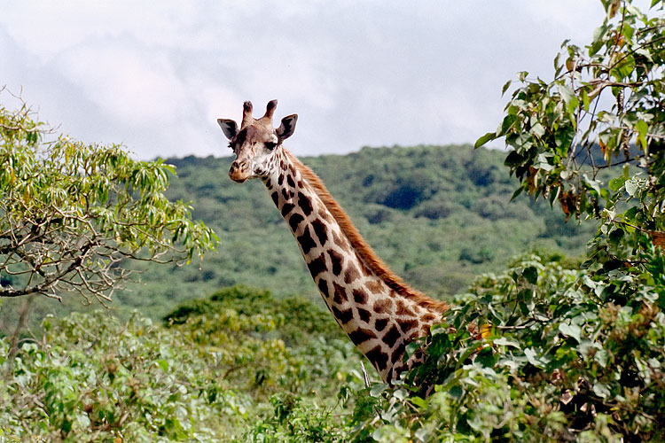 Giraffe