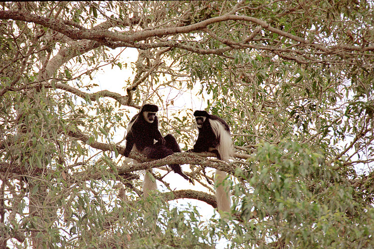 Black-and-White Colobus