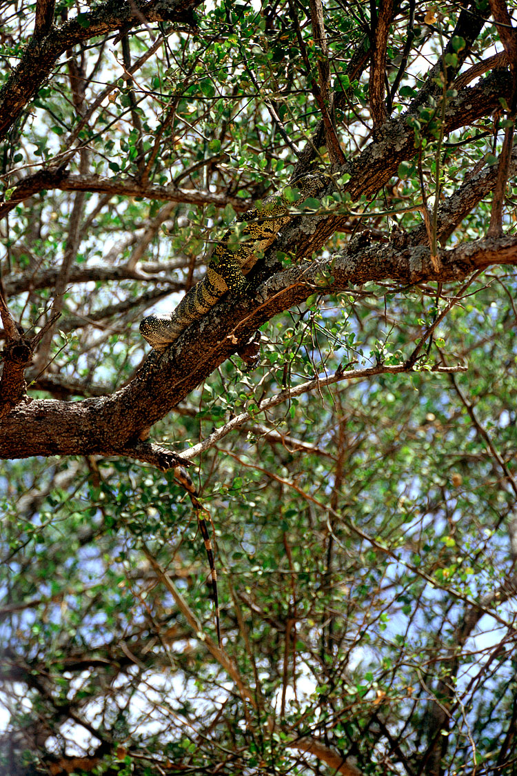 Nile Monitor