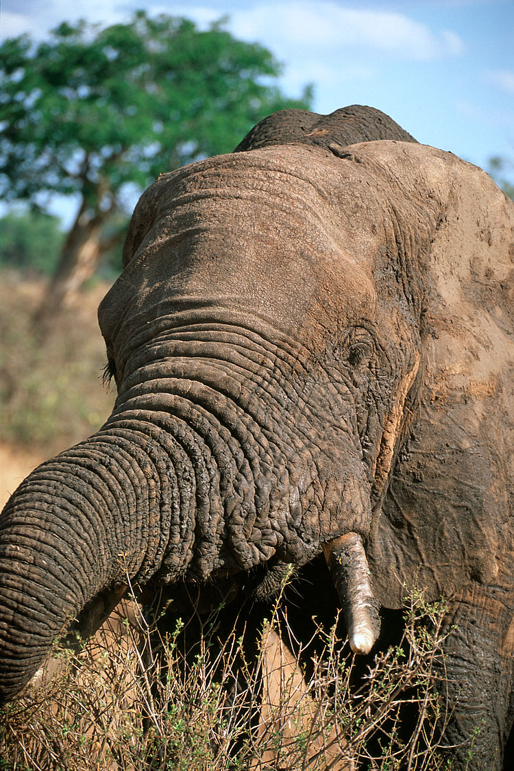 African Elephant, Elephant