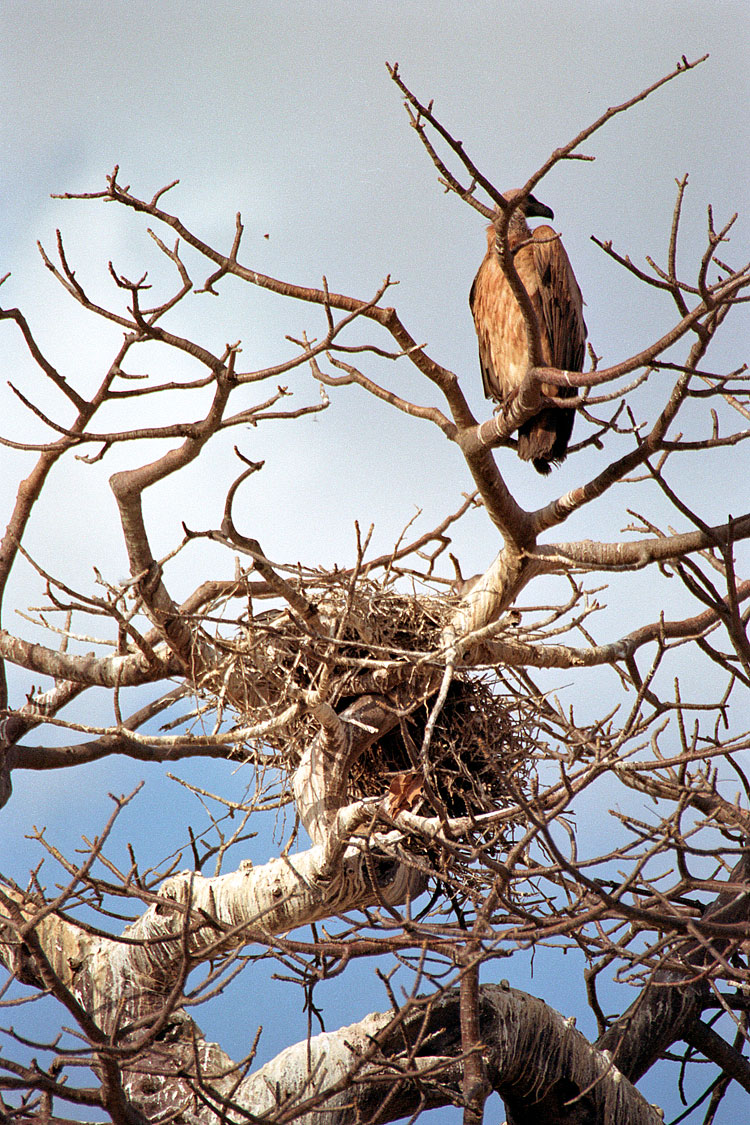 African White-backed Vulture, Vulture