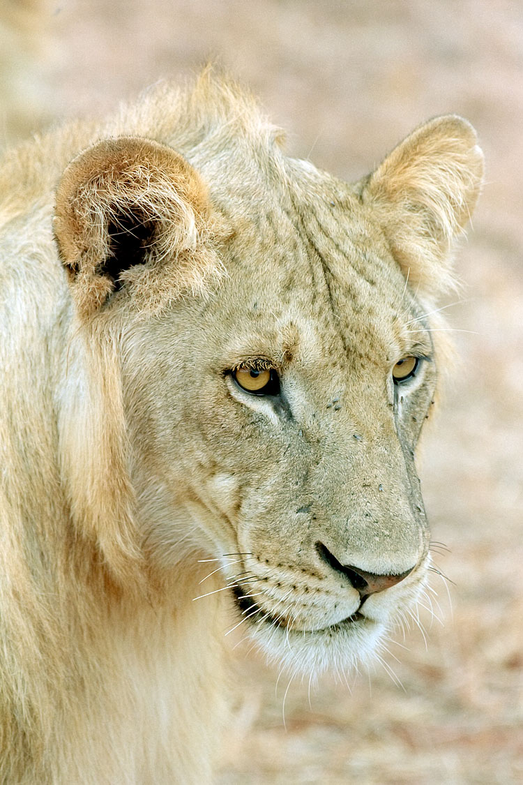 Lioness