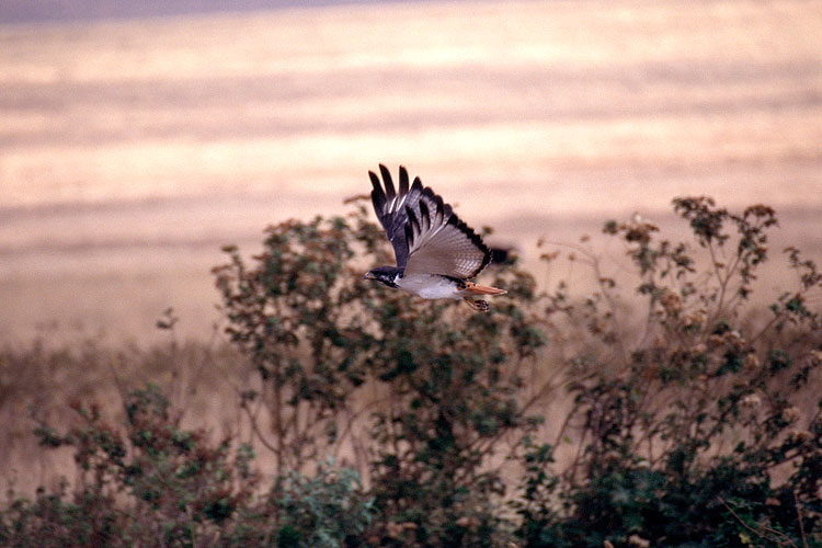 Augur Buzzard, Buzzard