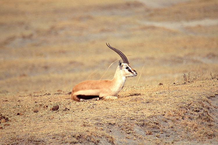 Gazelle, Thomsons Gazelle