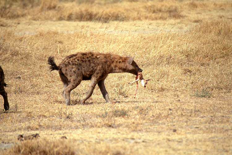 Gazelle, Hyena, Spotted Hyena, Thomsons Gazelle