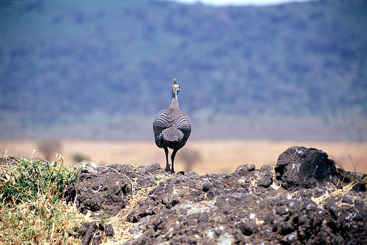 Helmeted Guinea Fowl