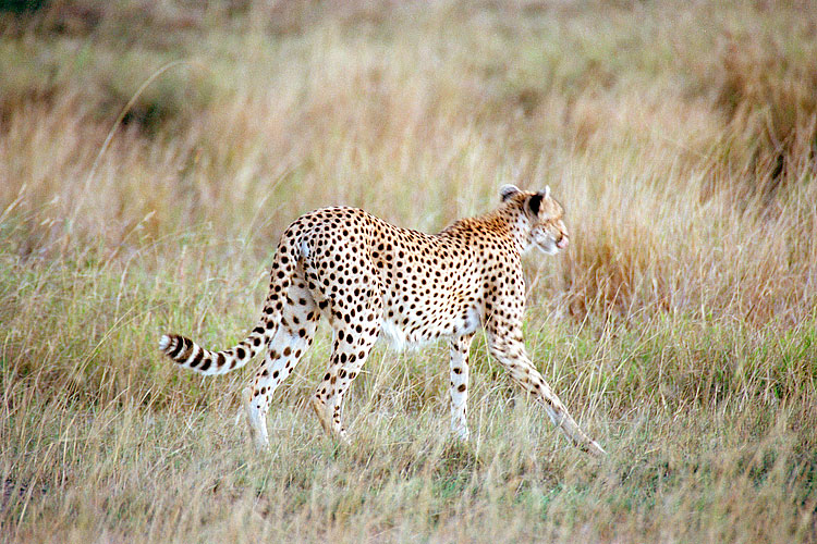 Cheetah