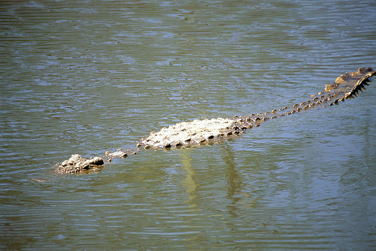 Crocodile