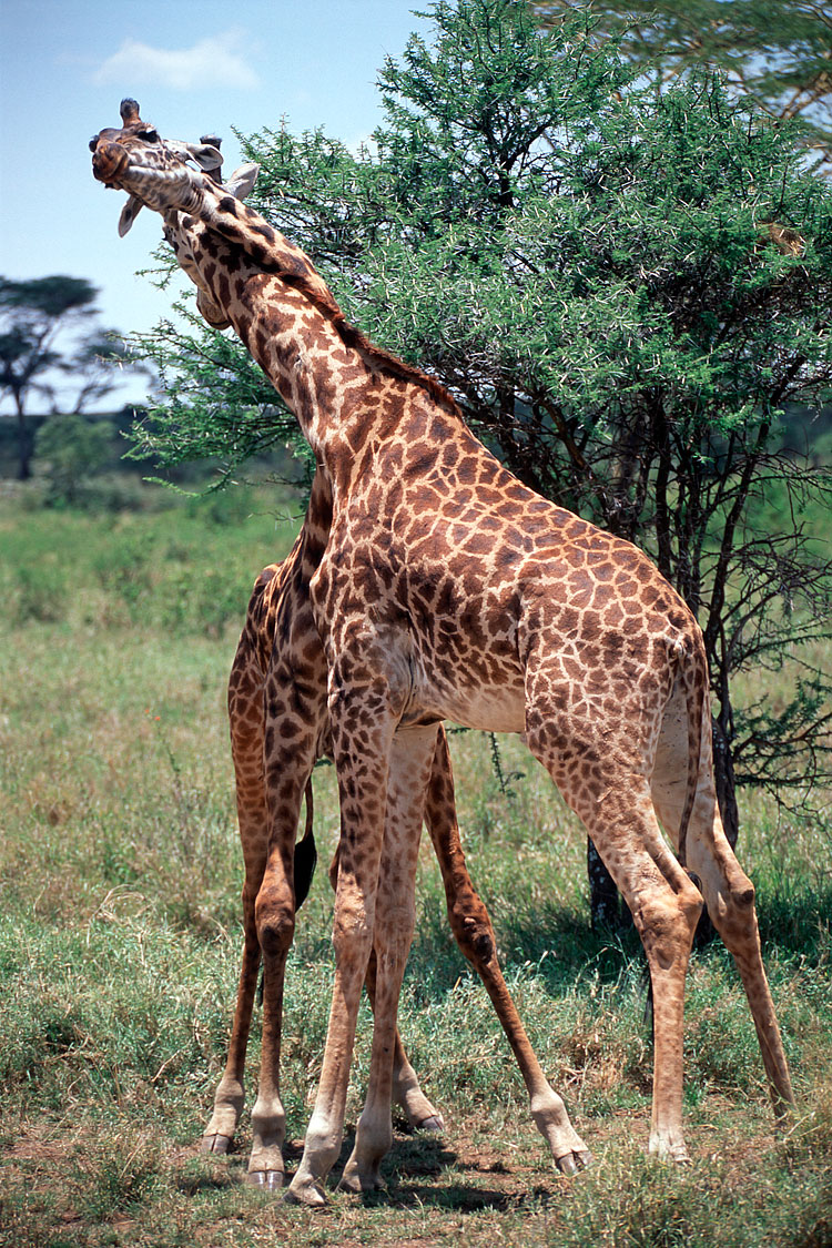 Giraffe