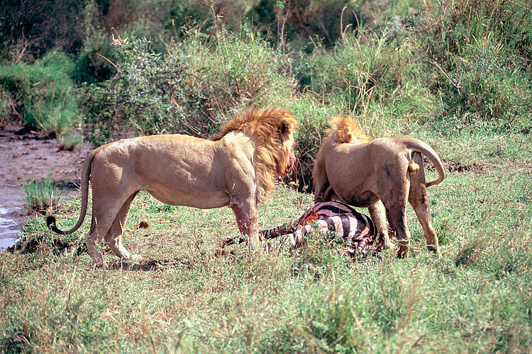 Lion, Zebra