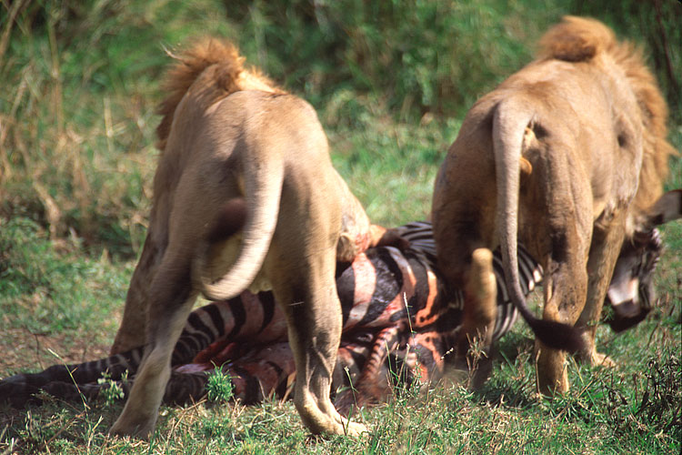 Lion, Zebra