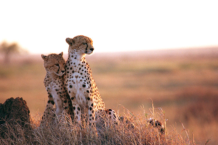Cheetah, Cub