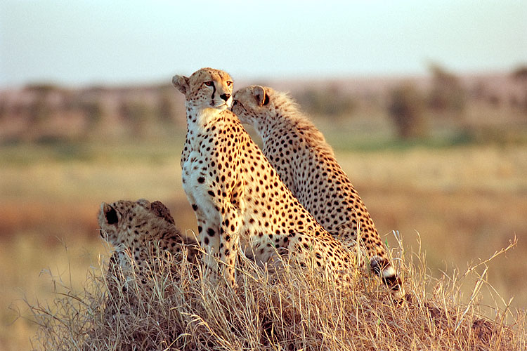 Cheetah, Cub