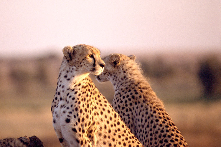 Cheetah, Cub