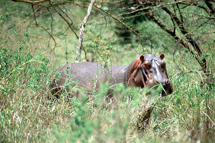 Hippopotamus