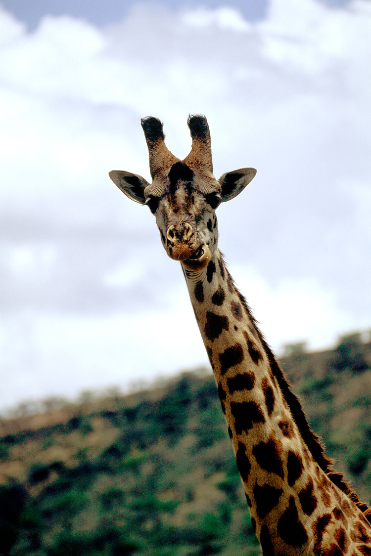 Giraffe