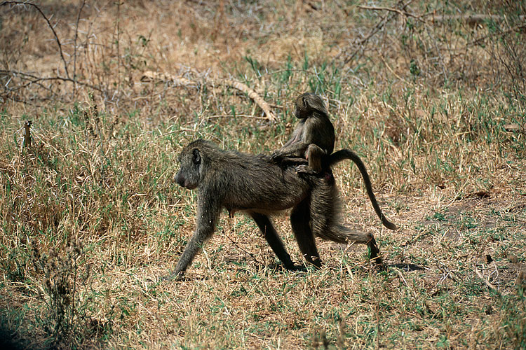 Olive Baboon