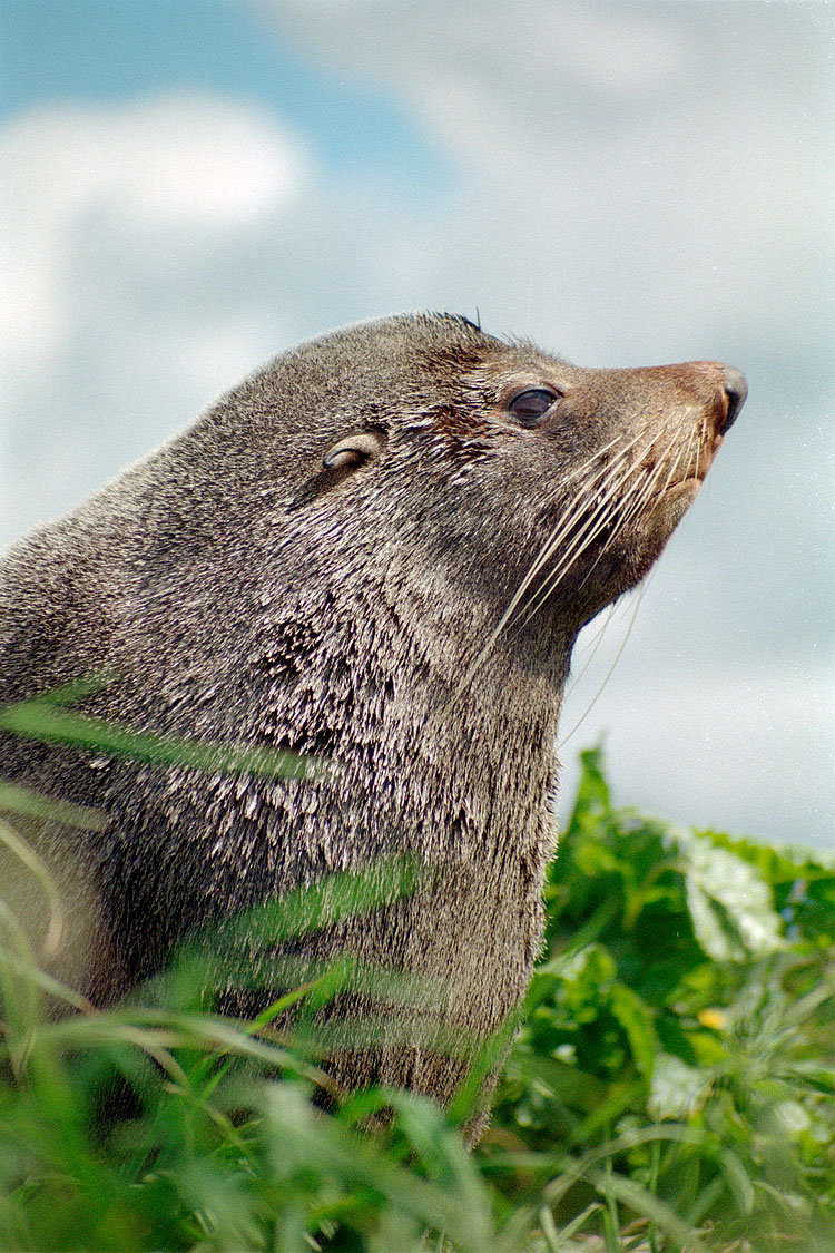 Fur Seal, New Zealand Fur Seal