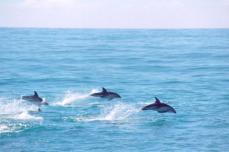 Dolphin, Dusky Dolphin