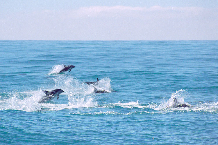 Dolphin, Dusky Dolphin