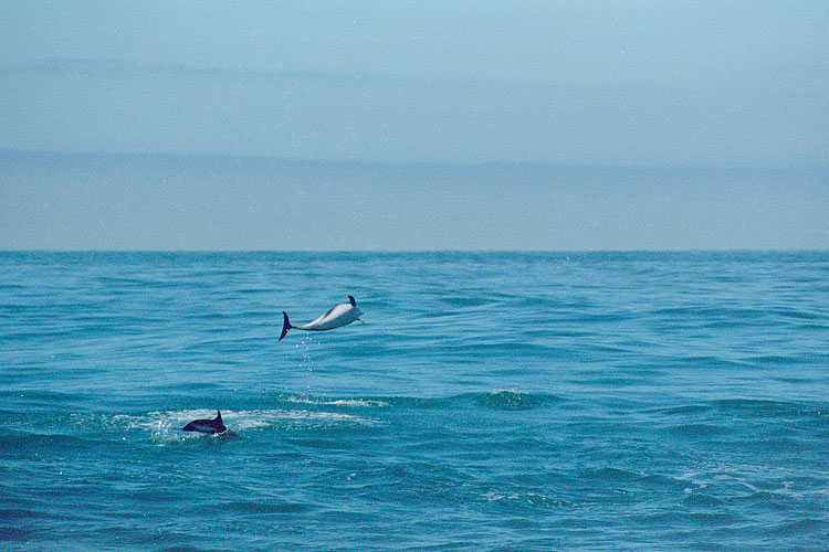 Dolphin, Dusky Dolphin