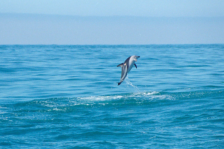 Dolphin, Dusky Dolphin