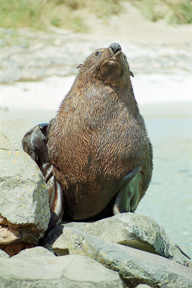 Fur Seal, New Zealand Fur Seal