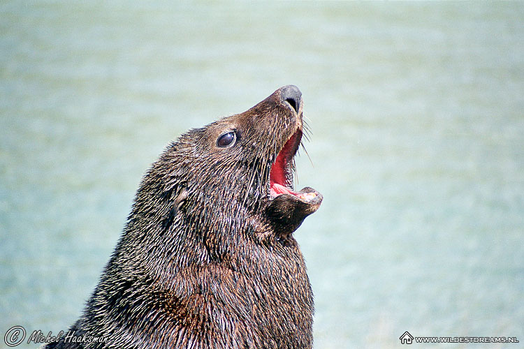 Australasian Fur Seal, New Zealand Fur Seal