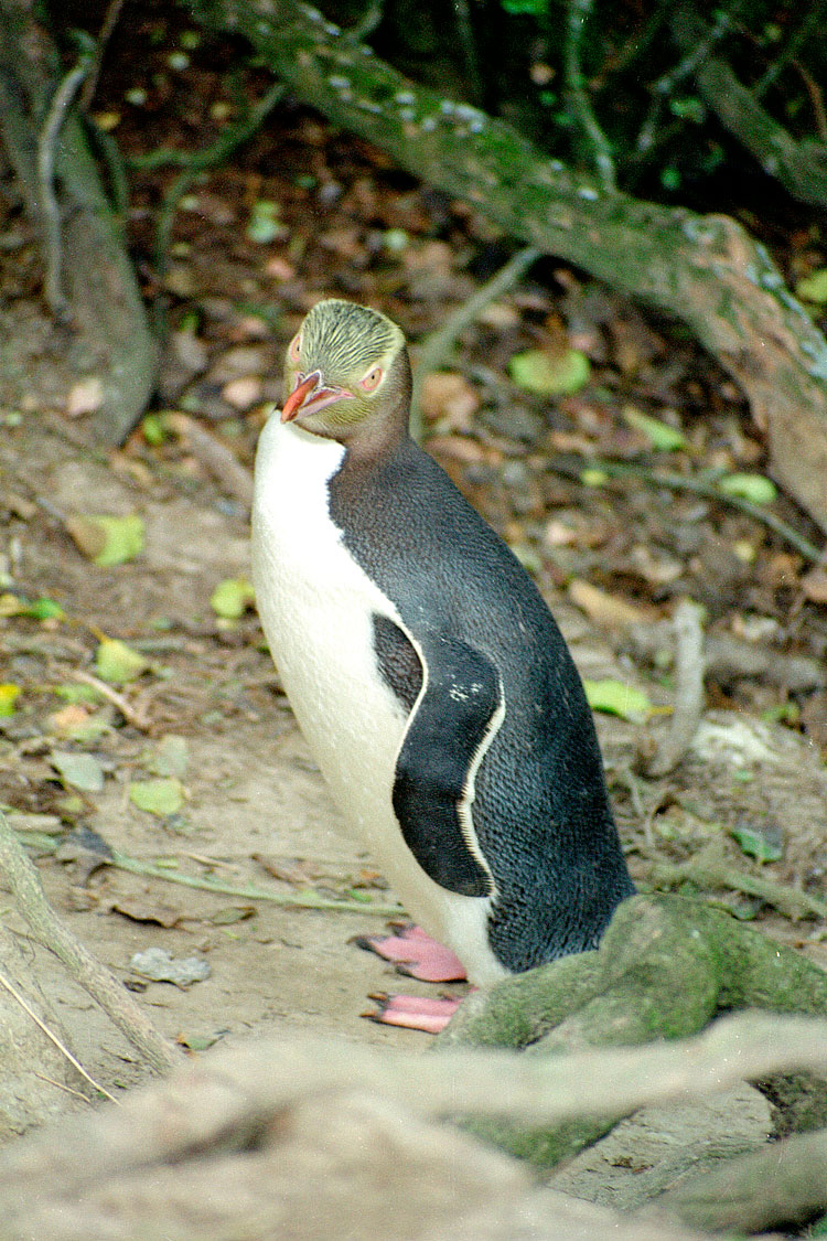 Penguin, Yellow-eyed Penguin