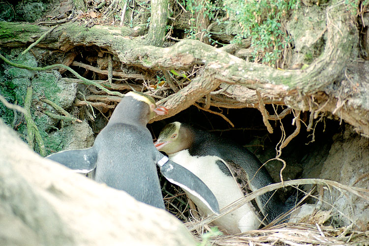 Penguin, Yellow-eyed Penguin