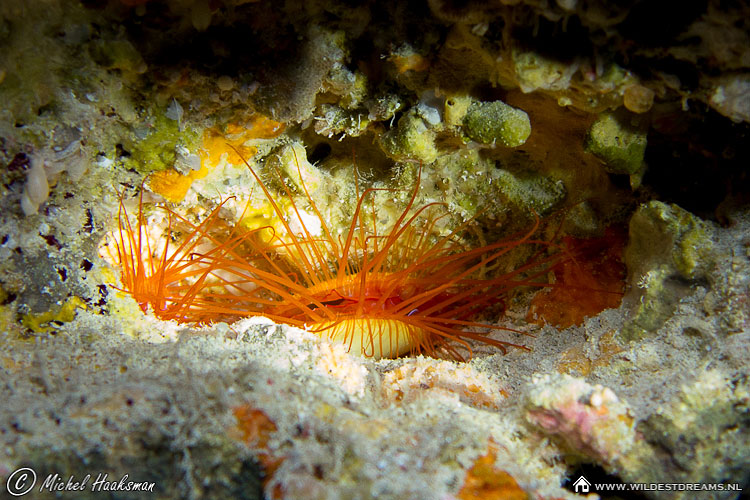 Electric Flame Scallop