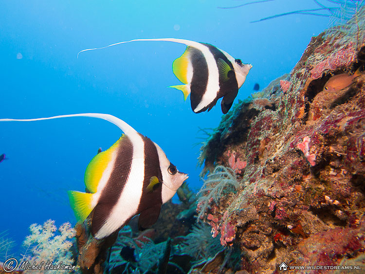 Heniochus Acuminatus, Longfin Bannerfish, Pennant Coralfish