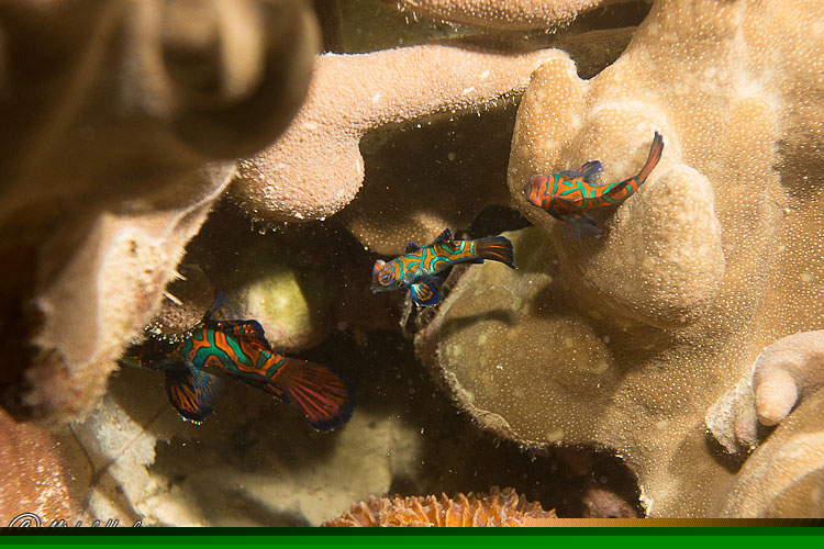 Mandarinfish, Synchiropus Splendidus