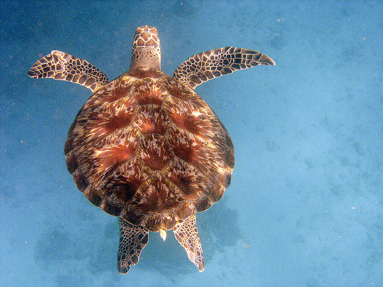 Green Turtle