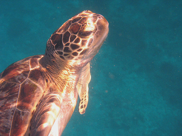 Green Turtle