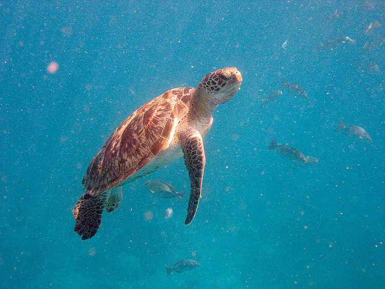 Green Turtle