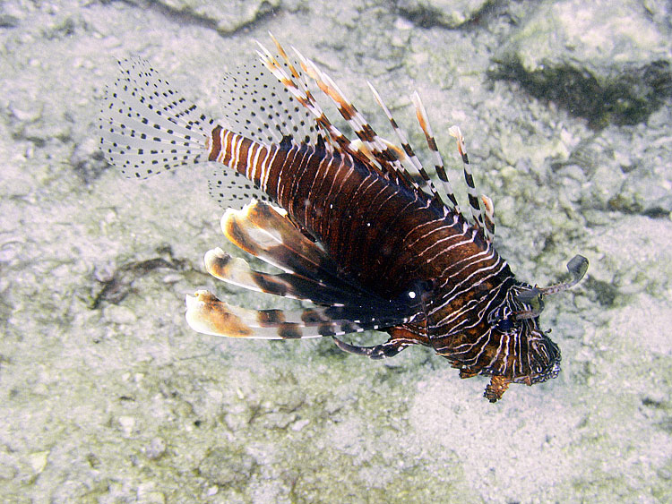 Lionfish