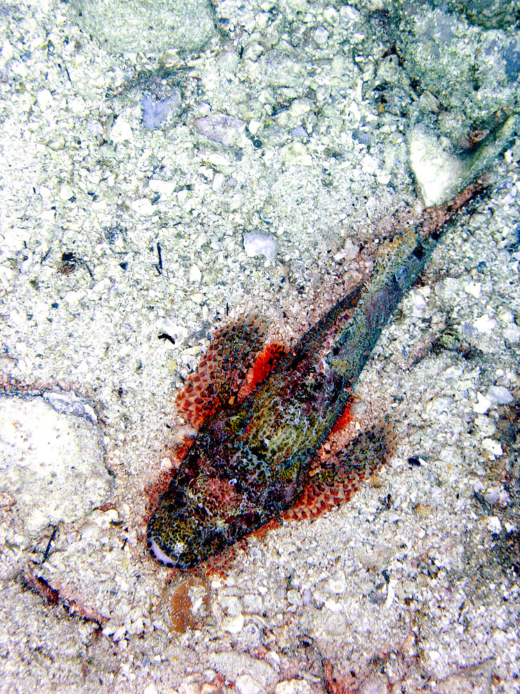 Scorpionfish