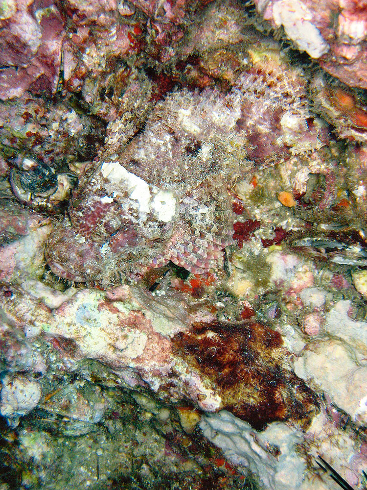 Scorpionfish