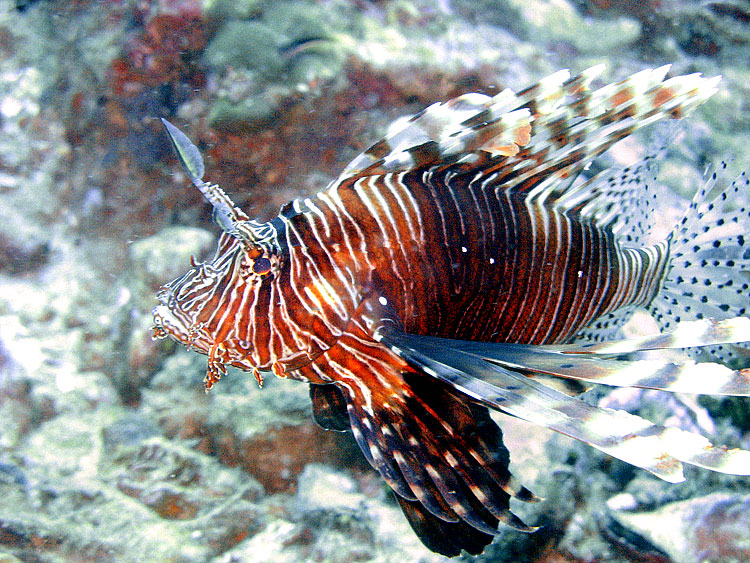 Lionfish