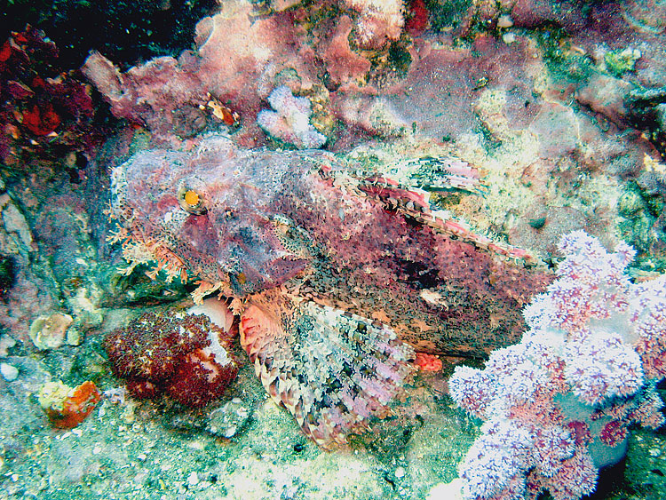 Scorpionfish