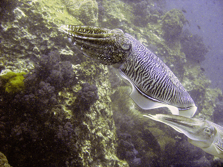 Cuttlefish